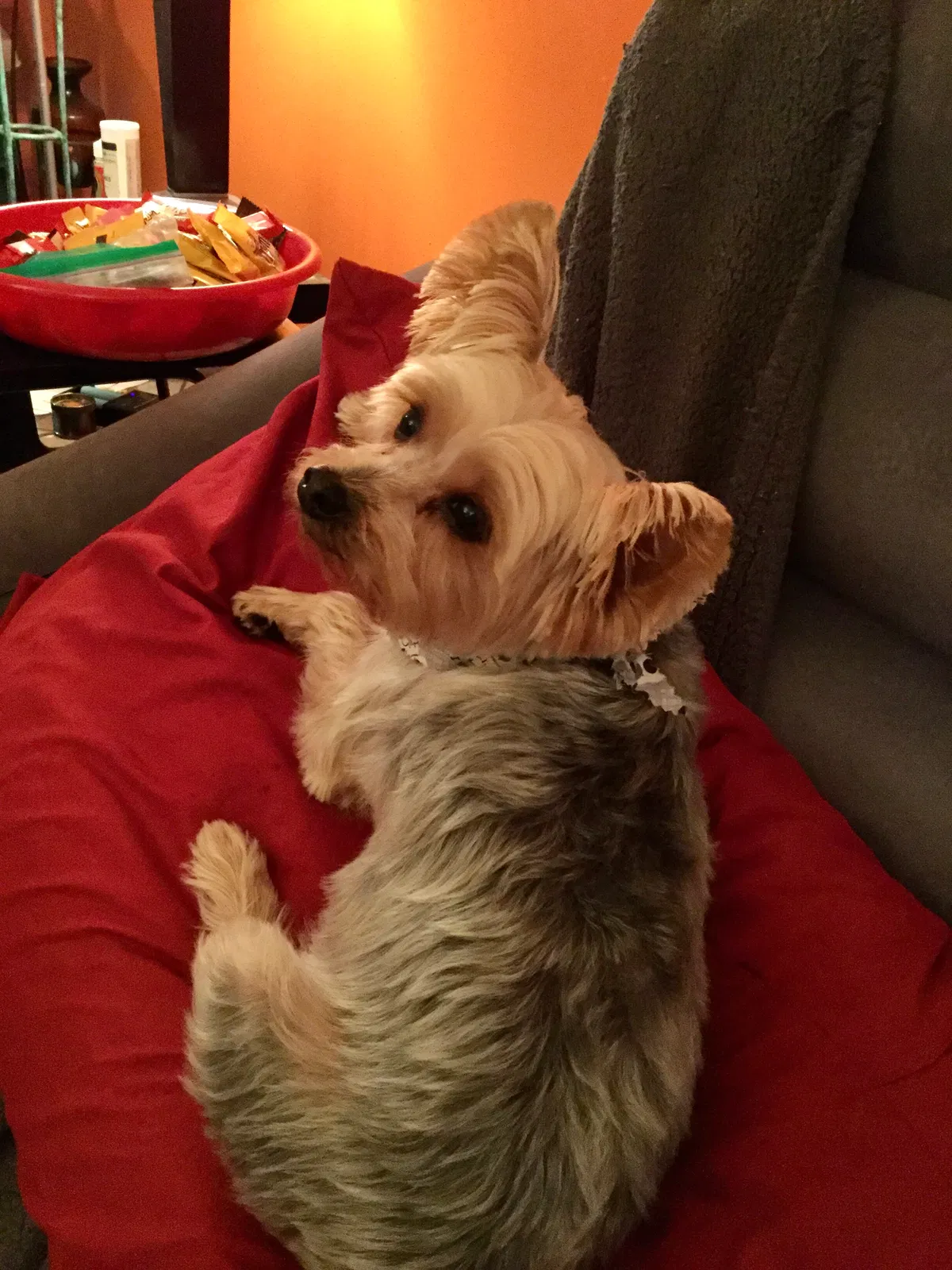 Lost dog in Pompano Beach, FL, 33069