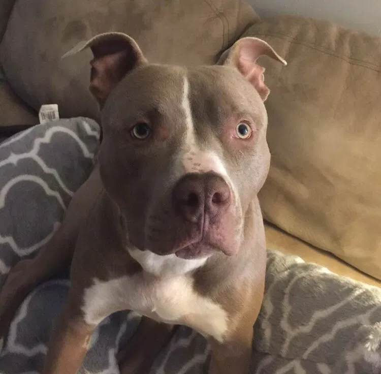 Lost dog in Columbus, OH, 43206