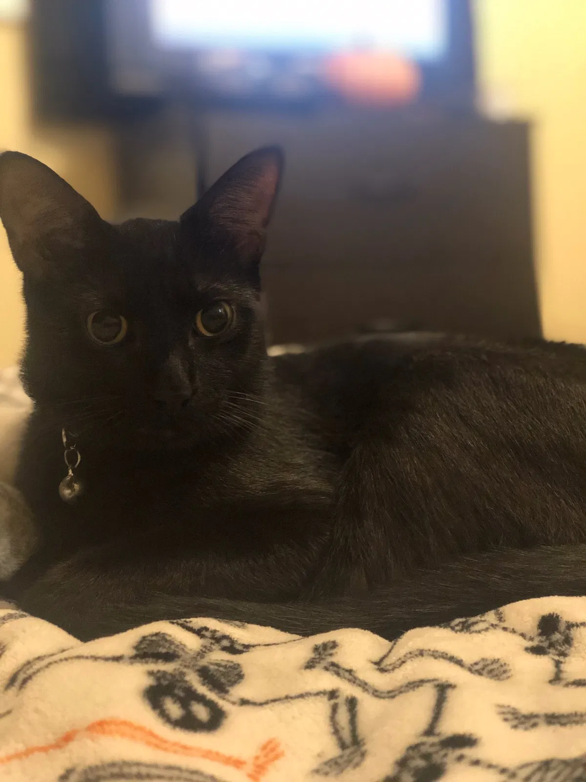 Lost cat in New Orleans, LA, 70117