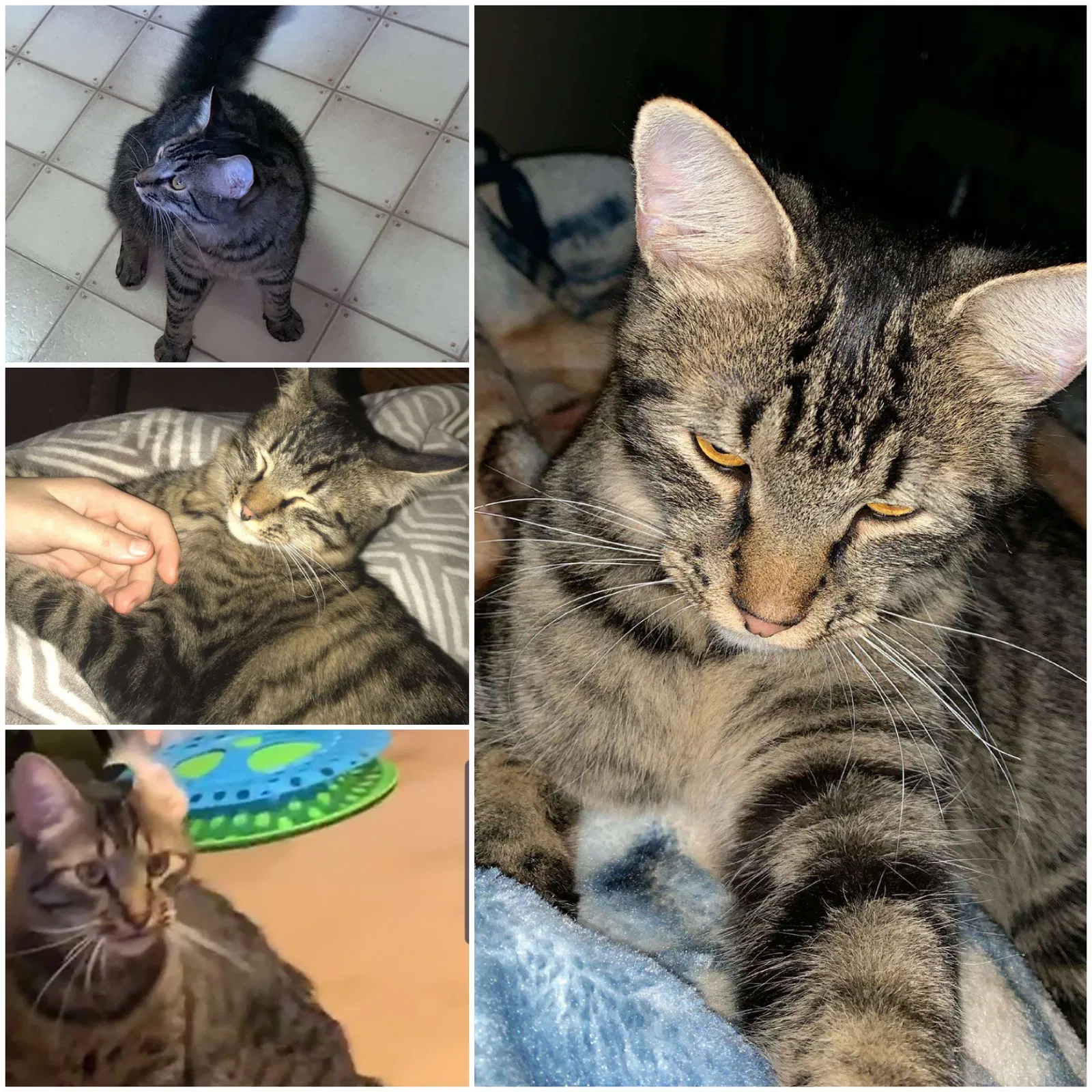 Lost cat in Hazel Green, AL, 35750