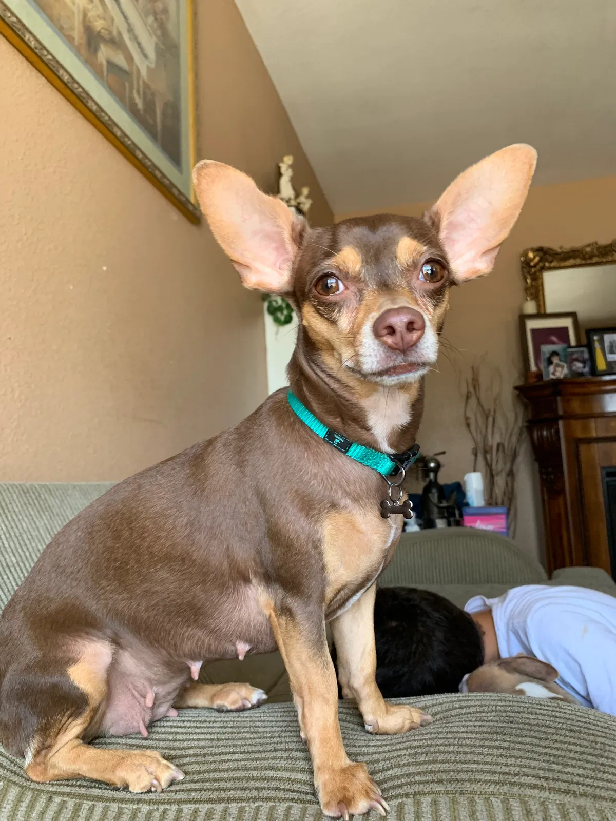 Lost dog in Oceanside, CA, 92056