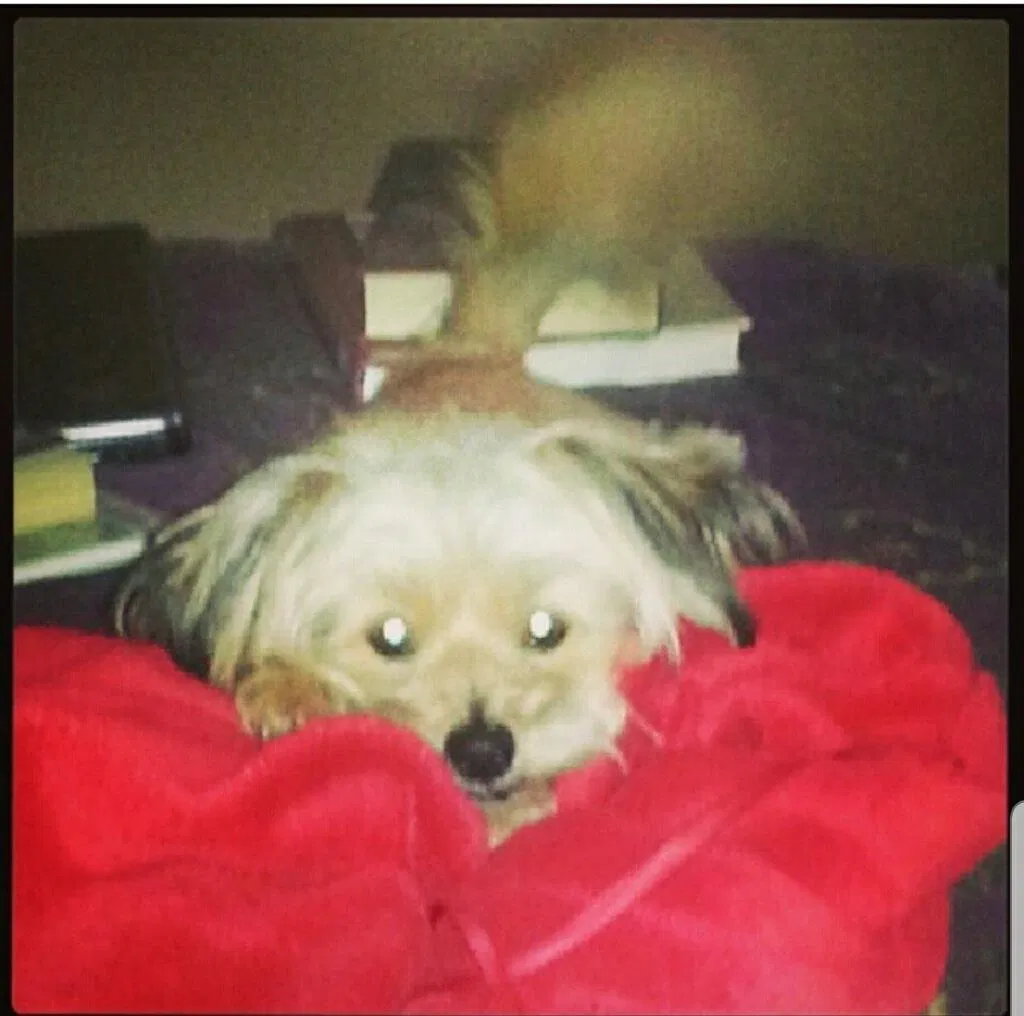 Lost dog in Fort Valley, GA, 31030
