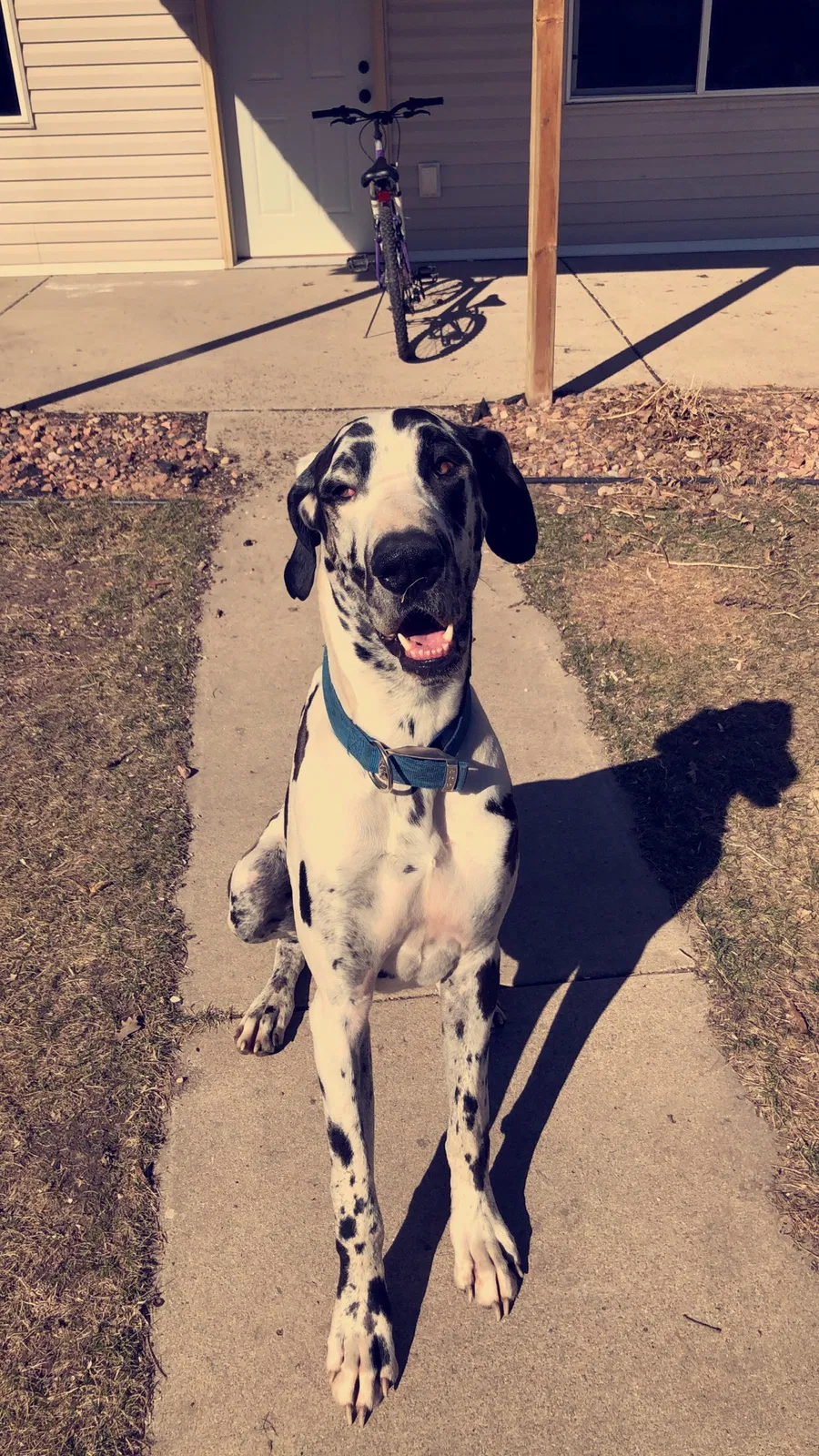 Lost dog in Detroit Lakes, MN, 56501