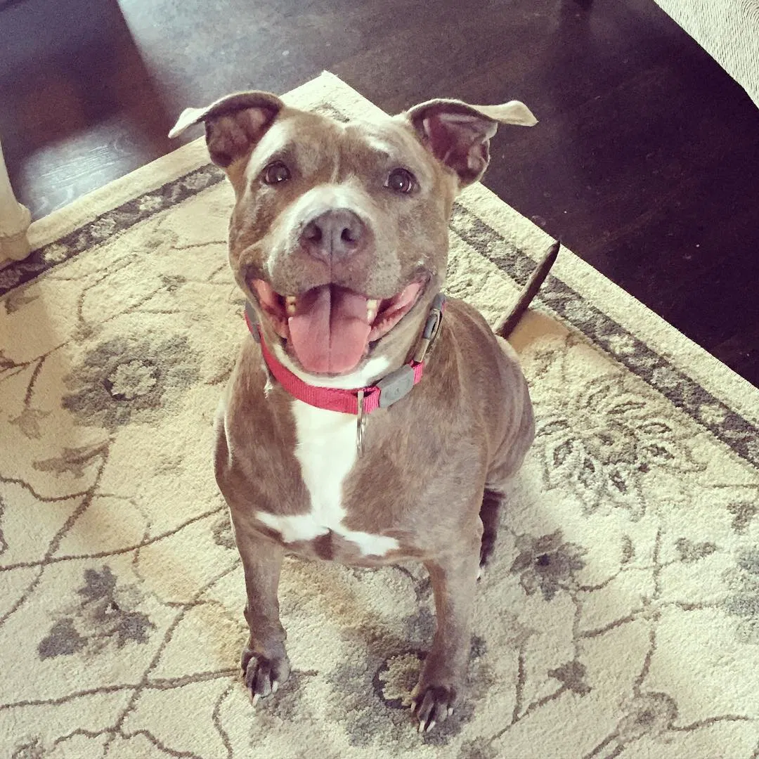 Lost dog in Pelham, AL, 35124
