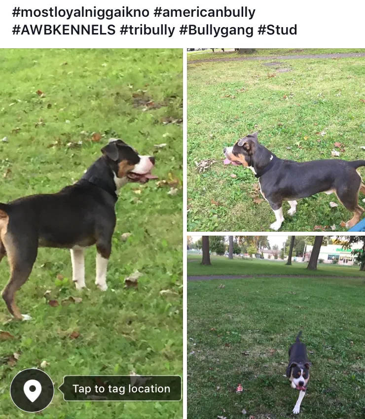 Lost dog in Inkster, MI, 48141