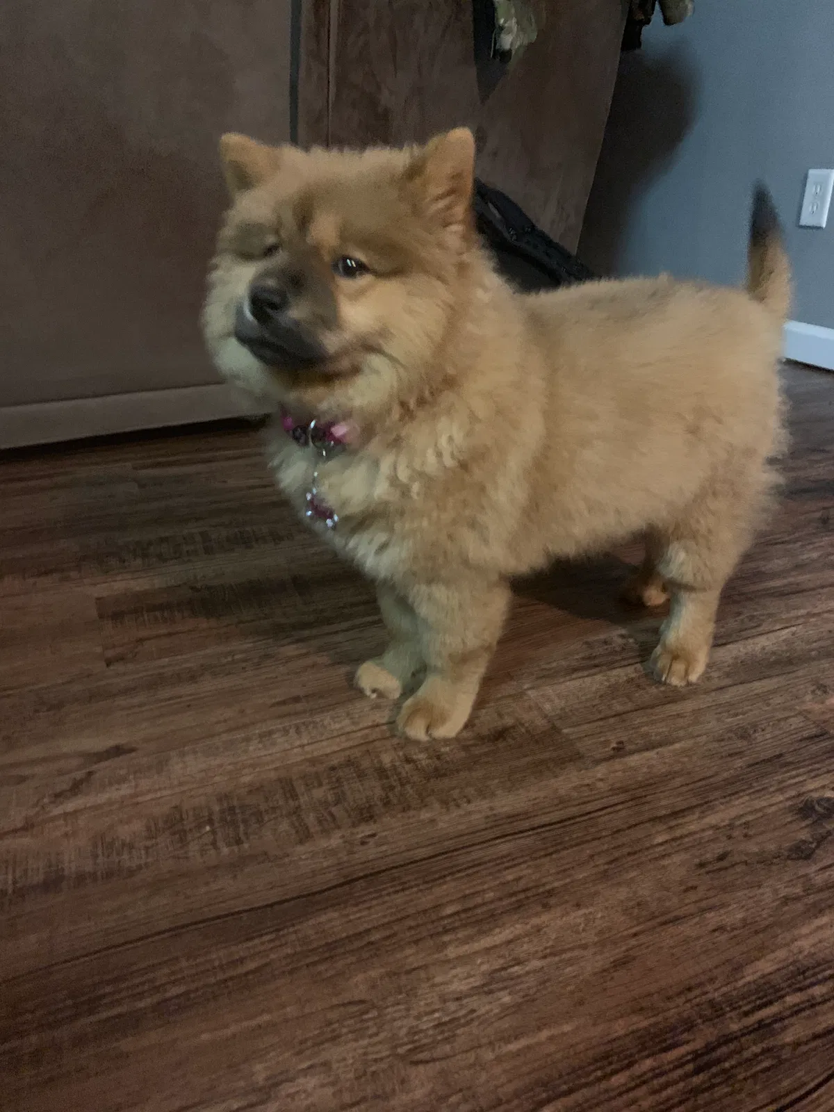 Lost dog in Byron, GA, 31008