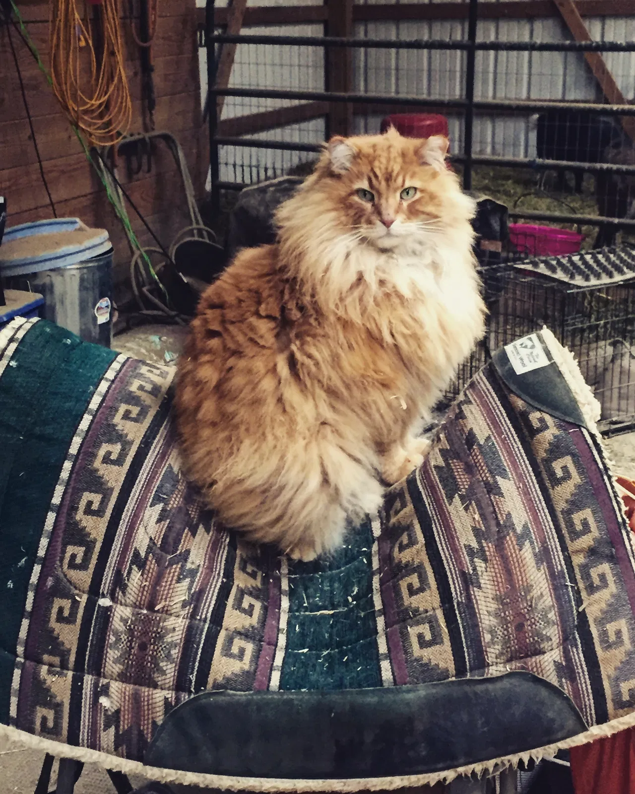 Lost cat in Champaign, IL, 61822