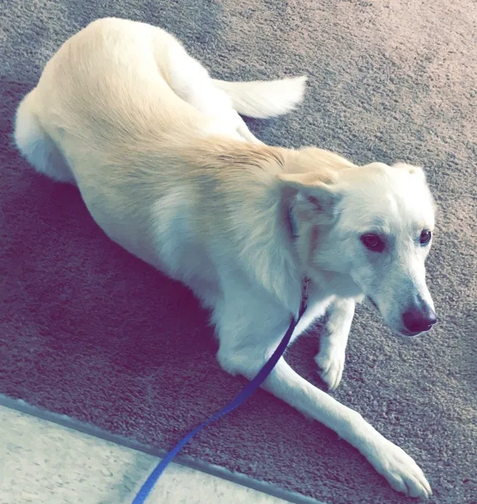 Lost dog in Fresno, CA, 93710