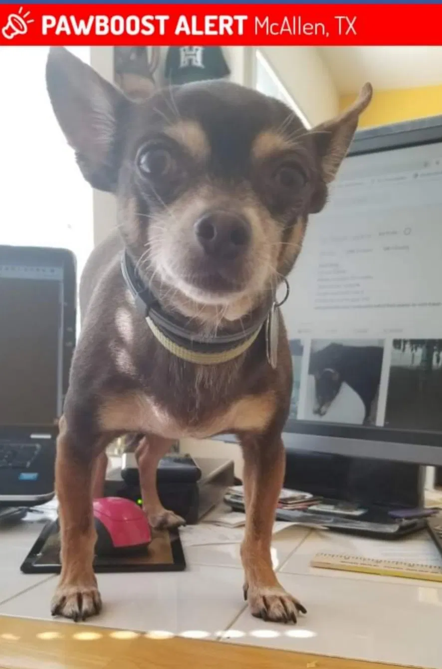 Lost dog in Mcallen, TX, 78504
