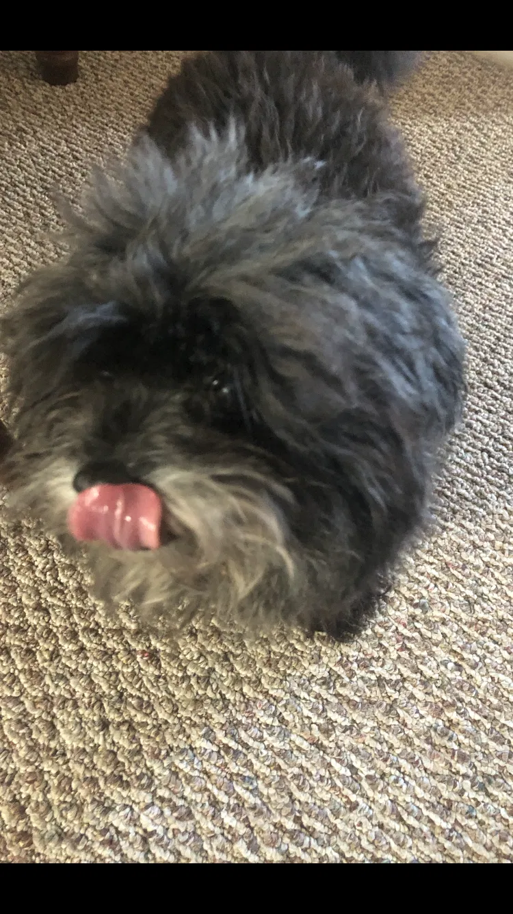 Lost dog in Somerdale, NJ, 8083