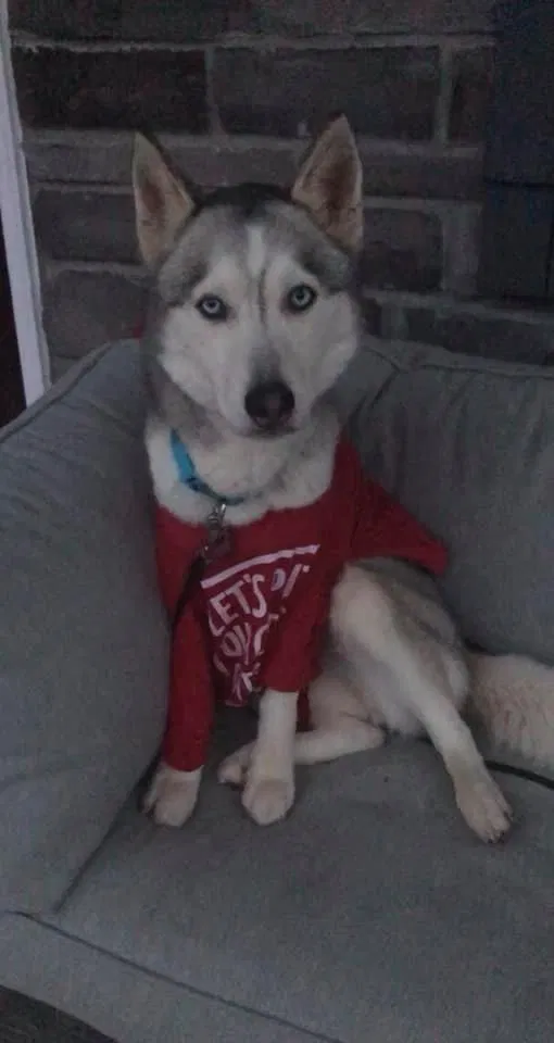 Lost dog in Dayton, OH, 45458