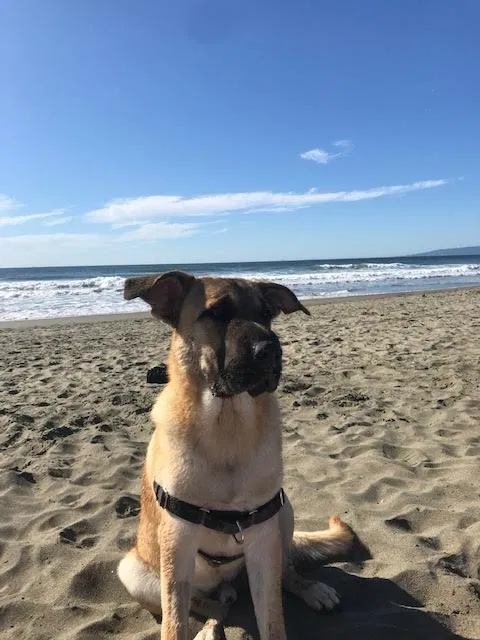 Lost dog in San Francisco, CA, 94121