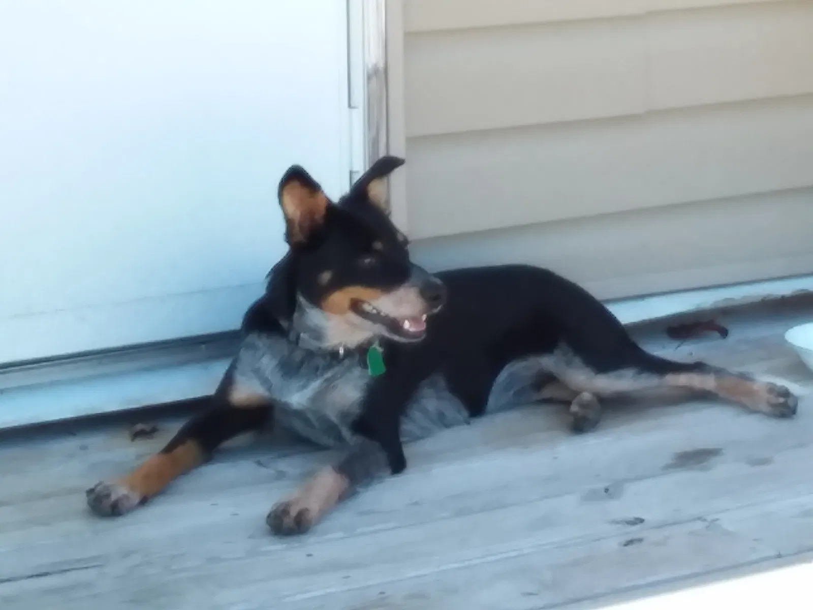 Lost dog in Topton, PA, 19562