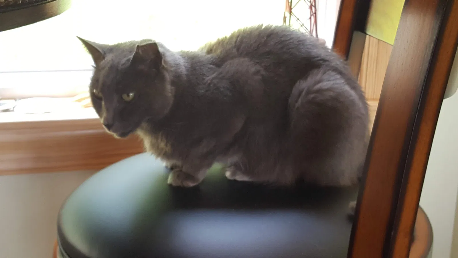 Lost cat in Weaverville, NC, 28787