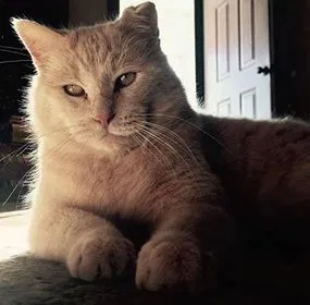Lost cat in Greenville, SC, 29609