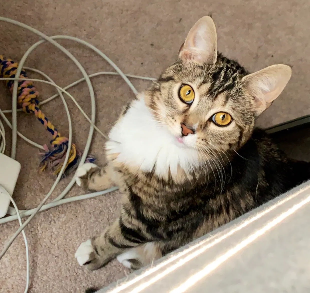 Lost cat in Youngstown, OH, 44512