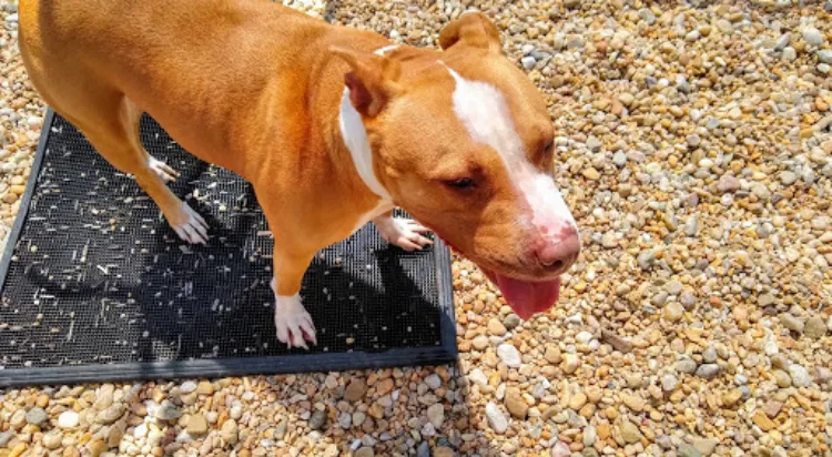 Found dog in Chesapeake, VA, 23323