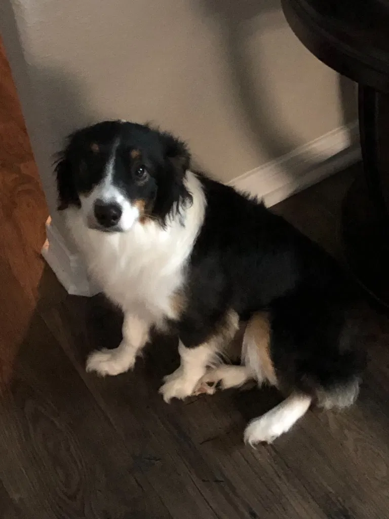Lost dog in Magnolia, TX, 77355
