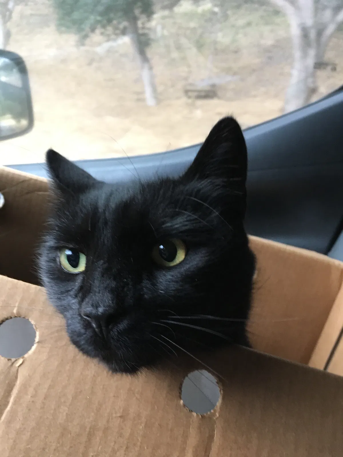 Lost cat in Arroyo Grande, CA, 93420