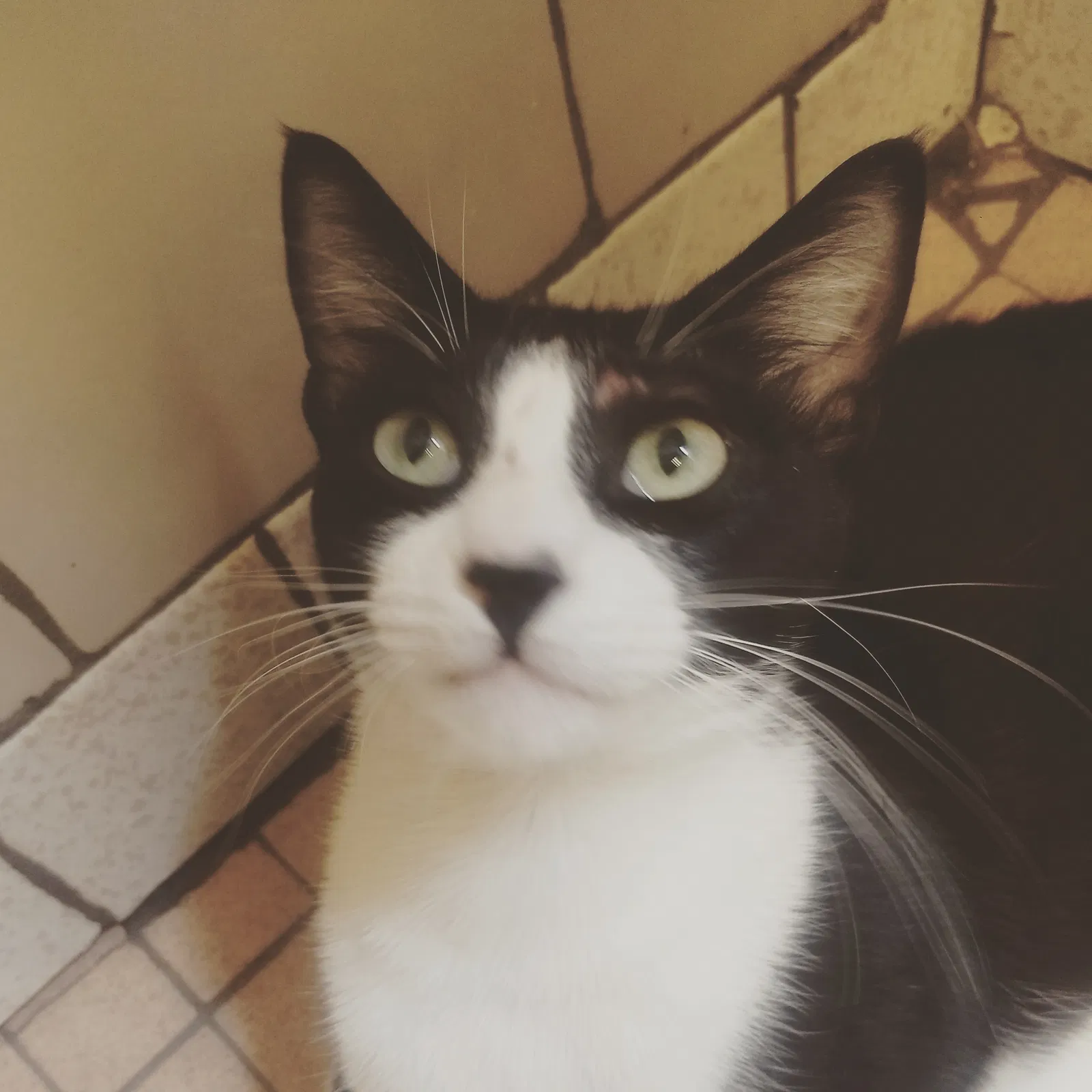 Lost cat in River Falls, WI, 54022