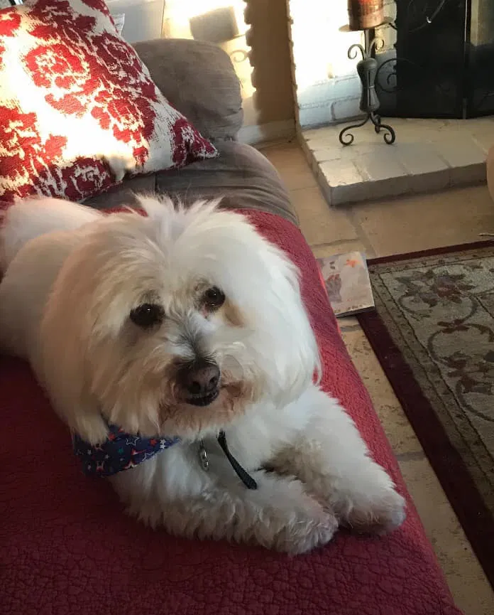 Lost dog in West Covina, CA, 91791