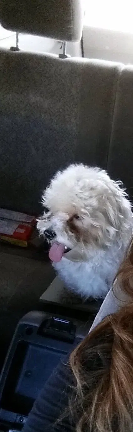 Lost dog in Channelview, TX, 77530