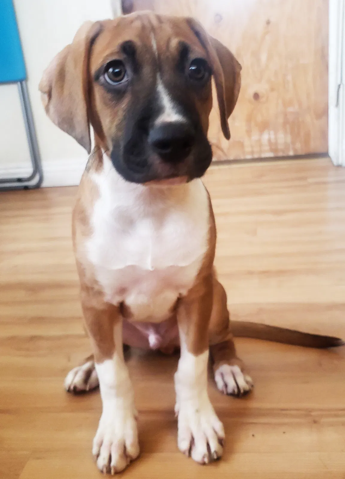 Lost dog in Riverside, CA, 92505