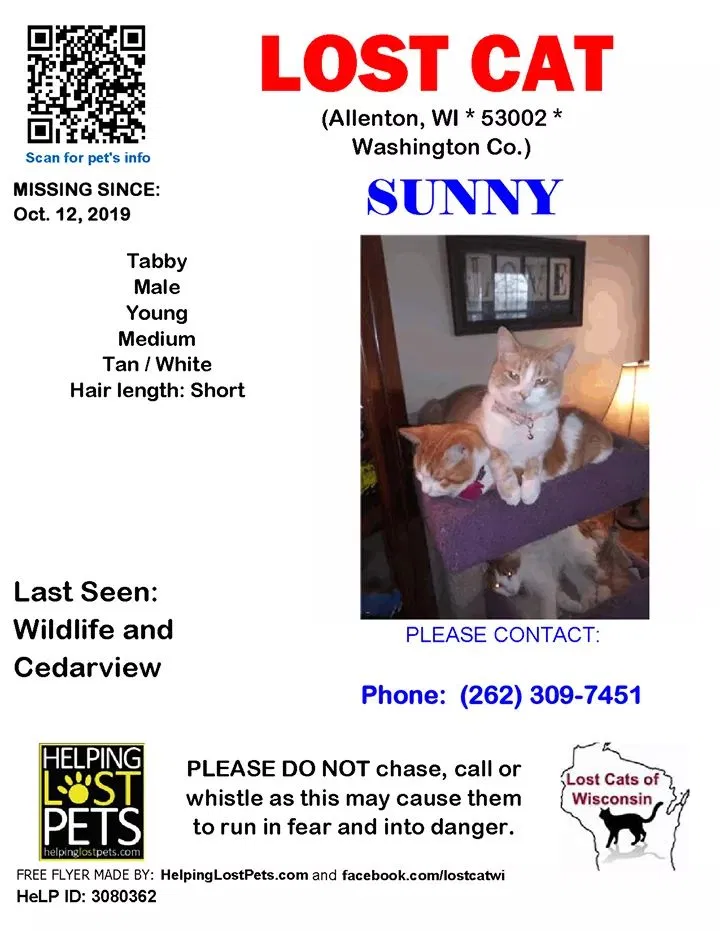 Lost cat in Allenton, WI, 53002