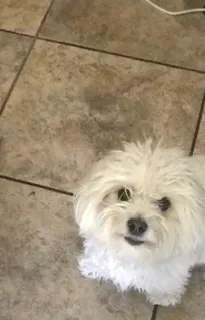Lost dog in Victorville, CA, 92394