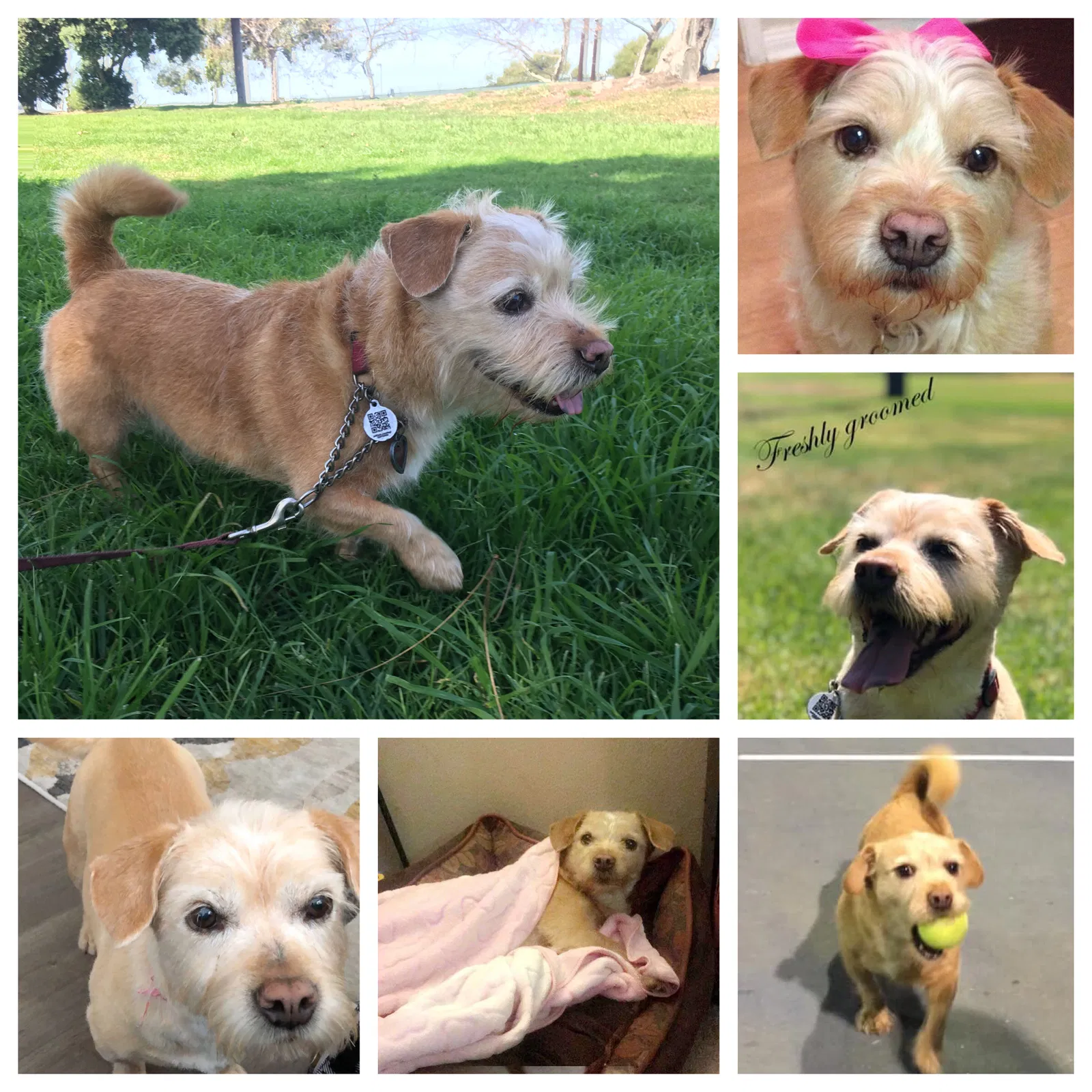 Lost dog in Gardena, CA, 90249