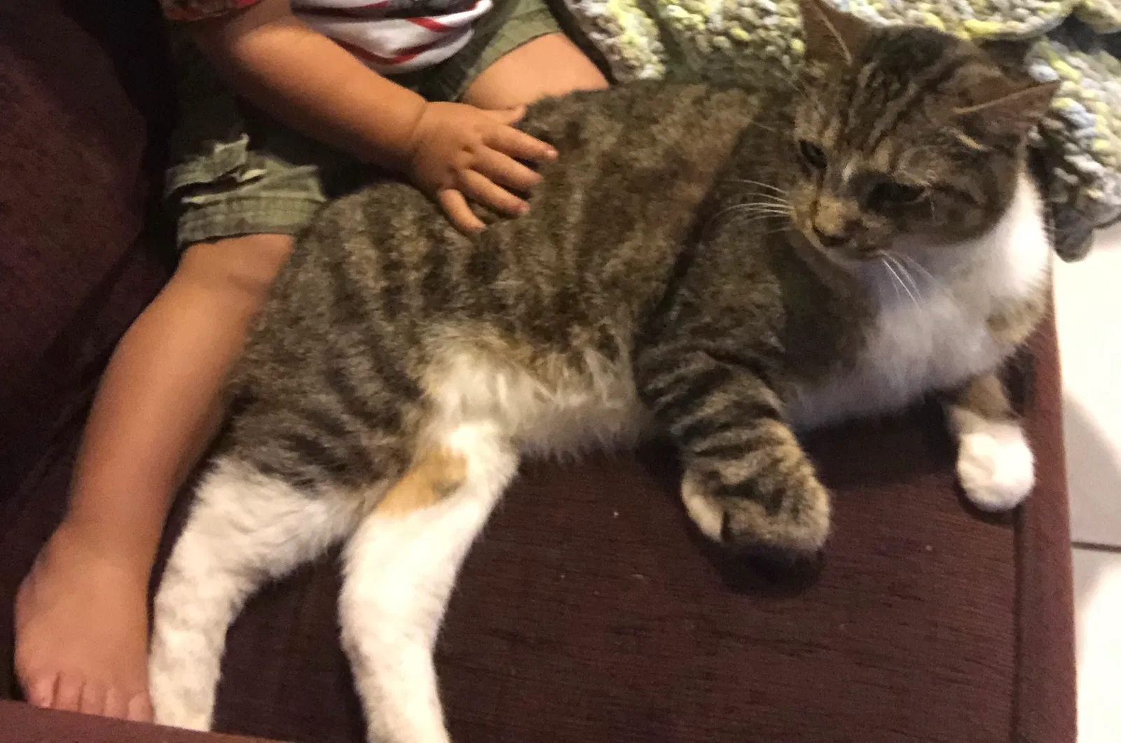 Lost cat in Altamonte Springs, FL, 32714