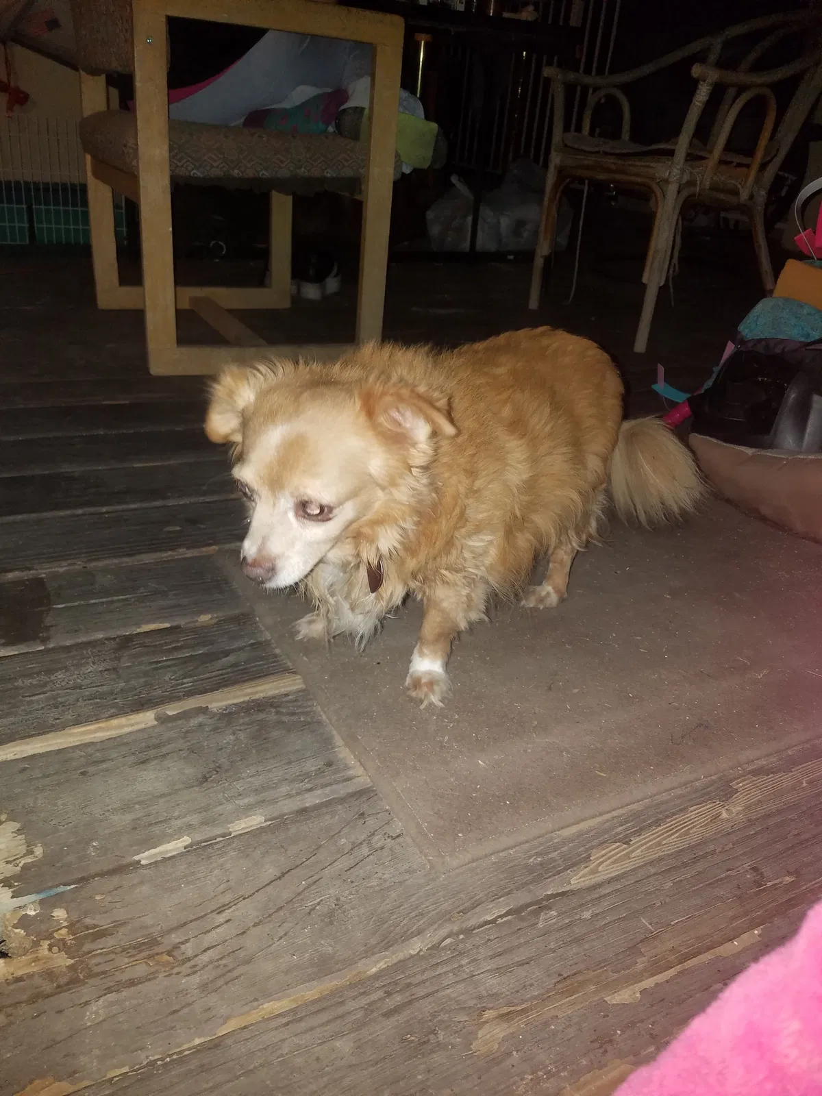 Lost dog in Tucson, AZ, 85735