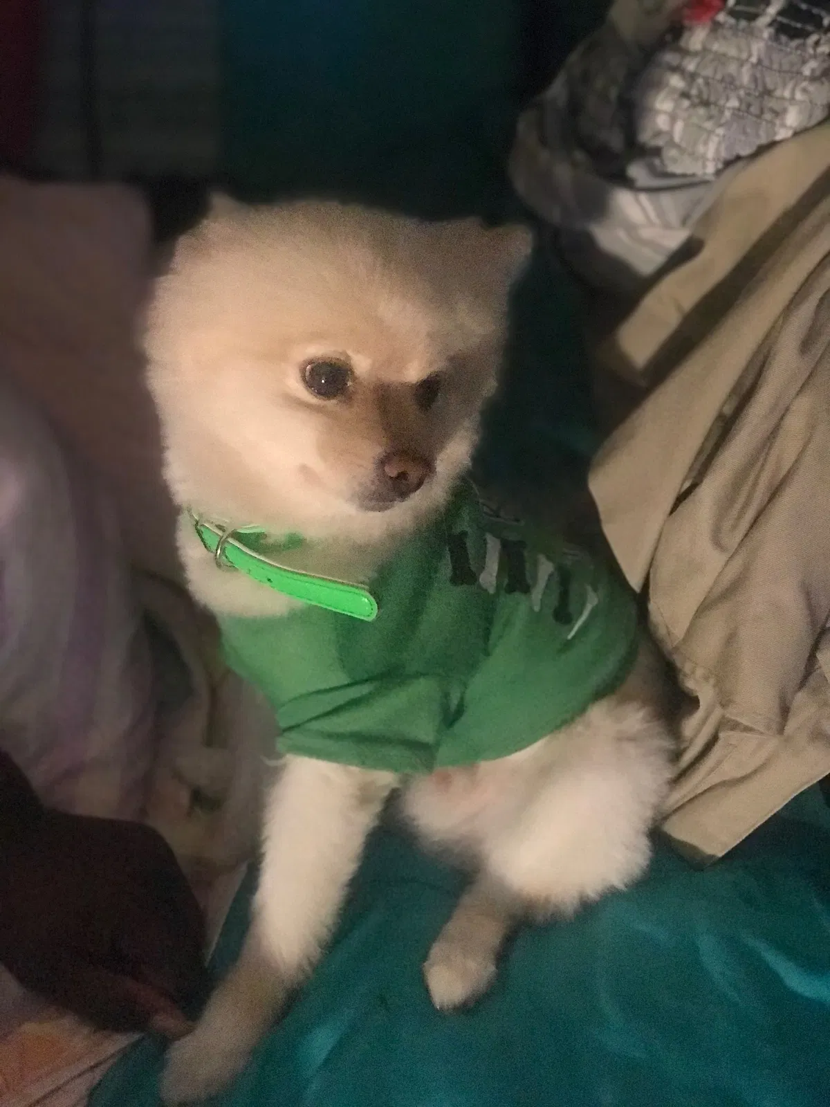 Lost dog in Los Angeles, CA, 90002