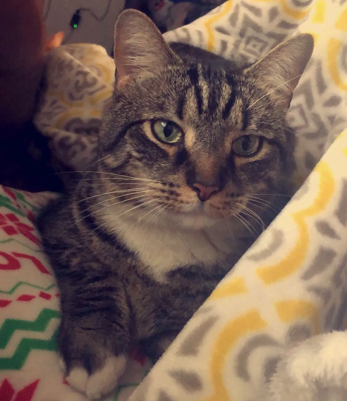 Lost cat in Fredericksburg, VA, 22408