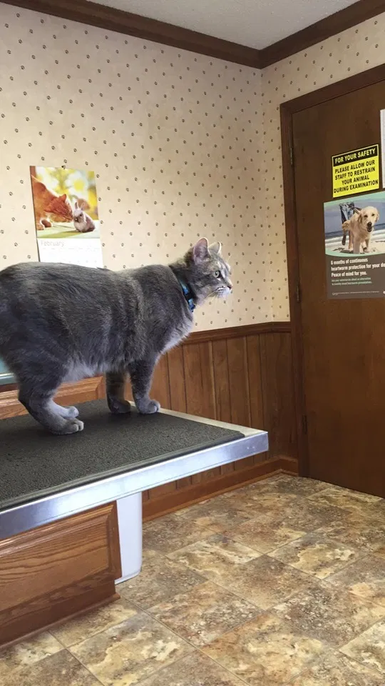 Lost cat in Springfield, IL, 62707
