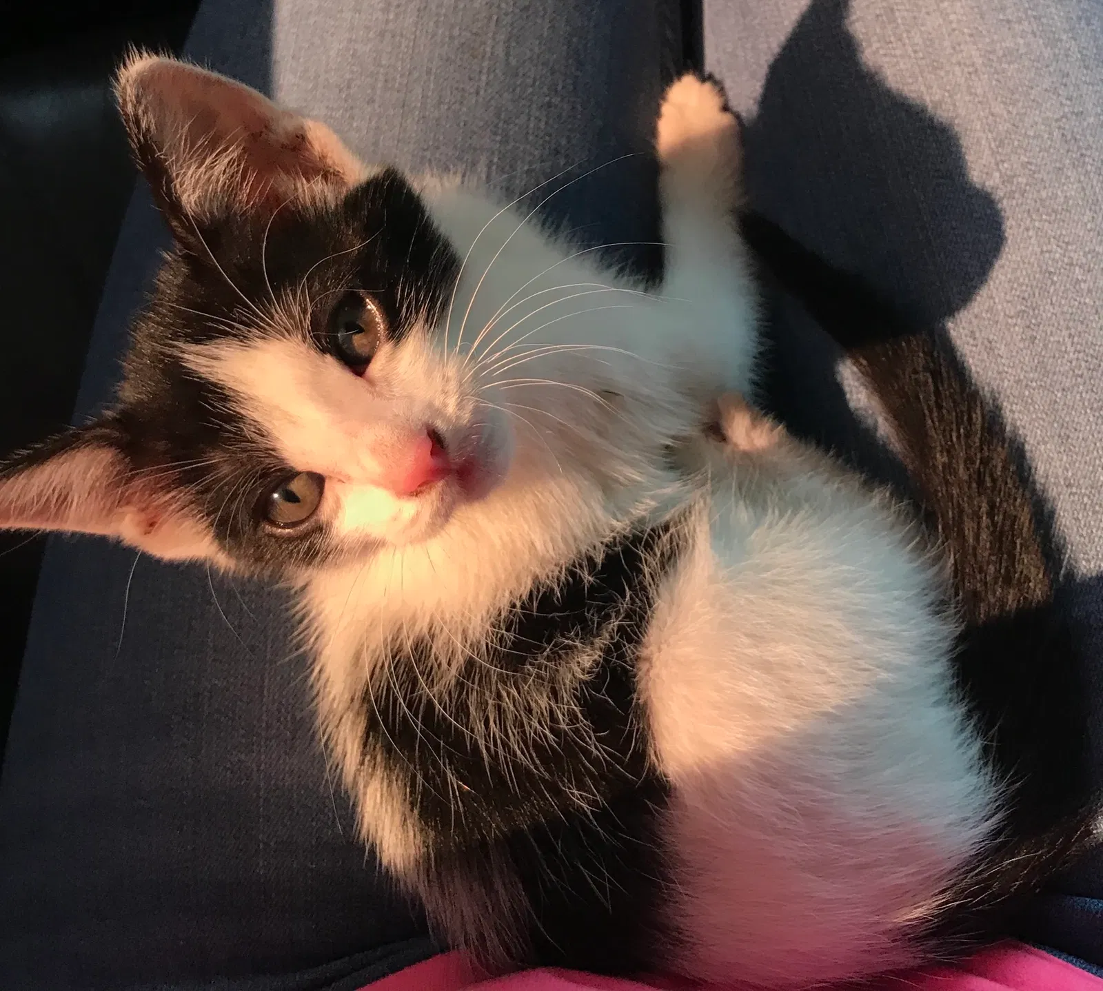 Lost cat in Dallas, TX, 75234