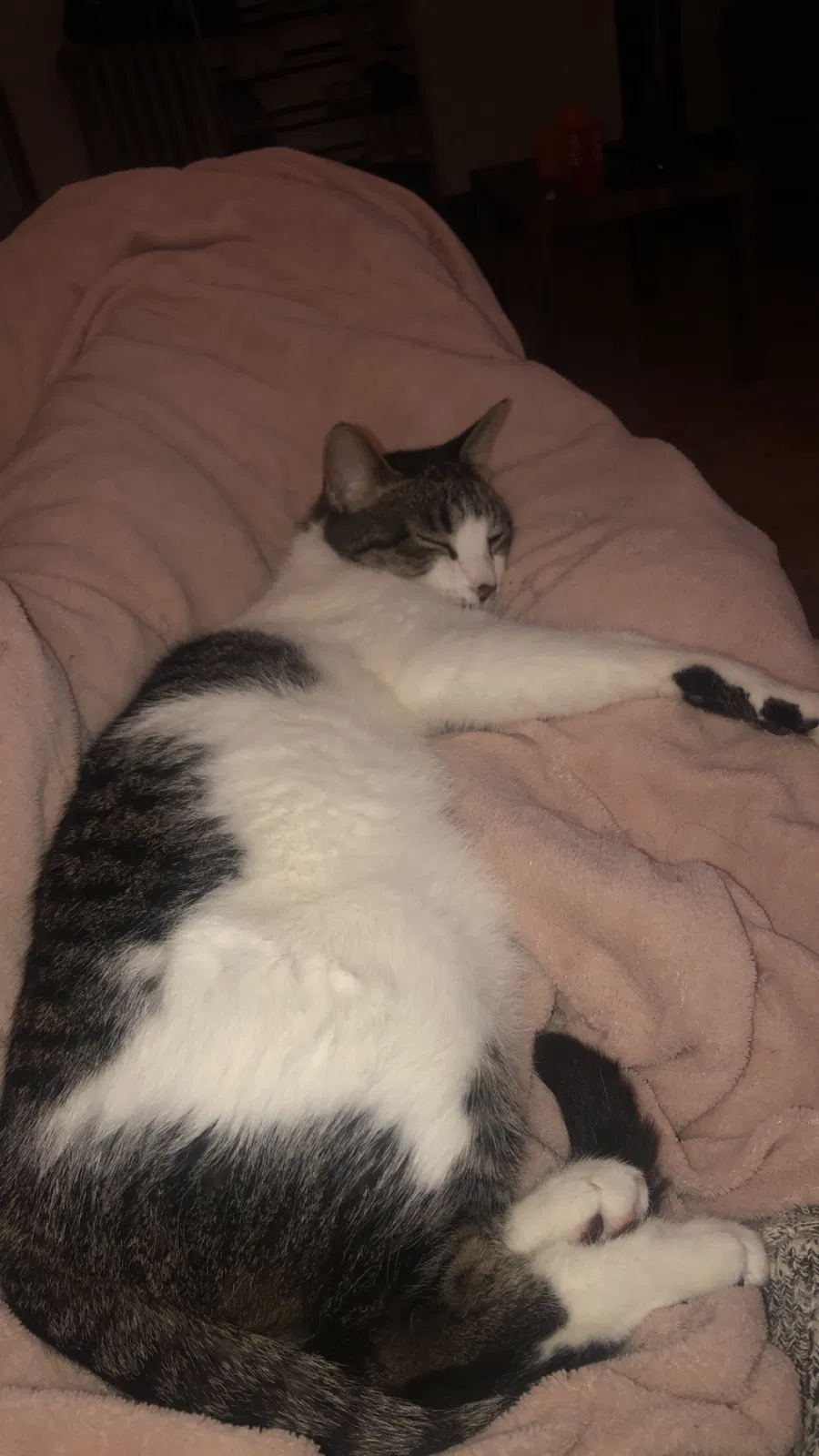 Lost cat in Milwaukee, WI, 53211