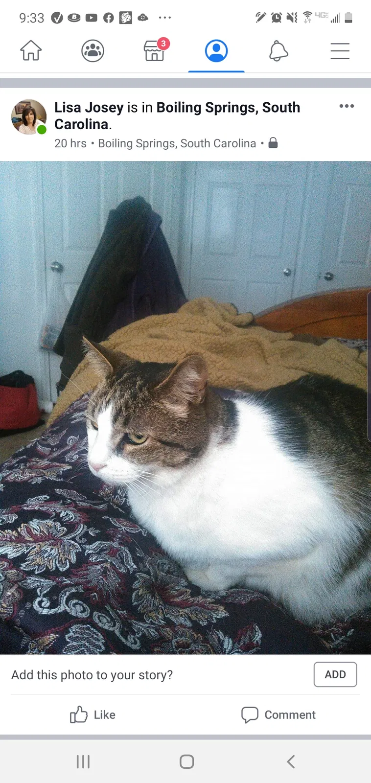 Lost cat in Boiling Springs, SC, 29316
