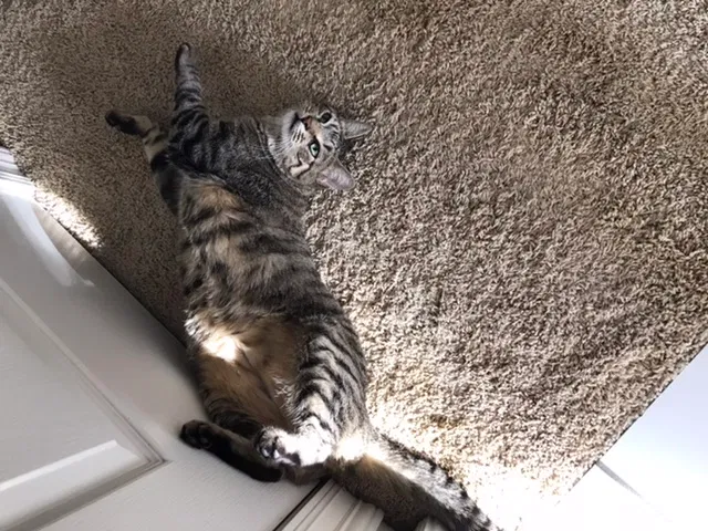 Lost cat in Chalmette, LA, 70043