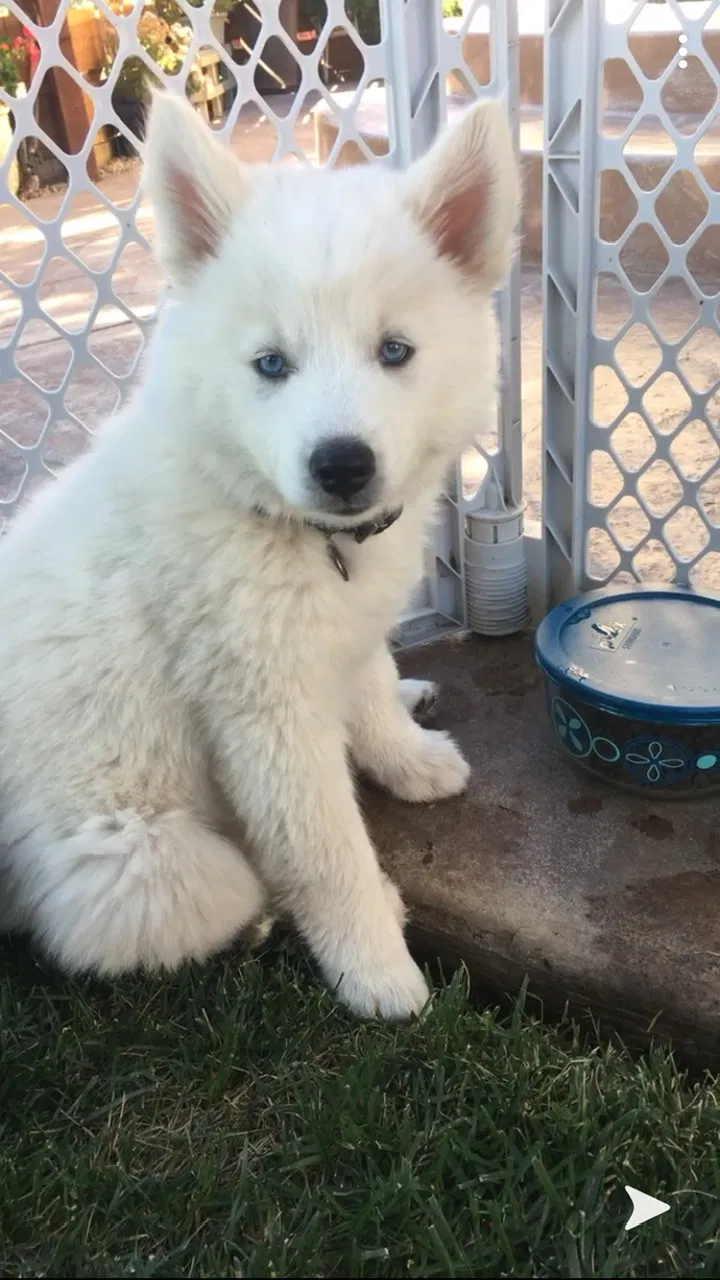 Lost dog in San Martin, CA, 95046