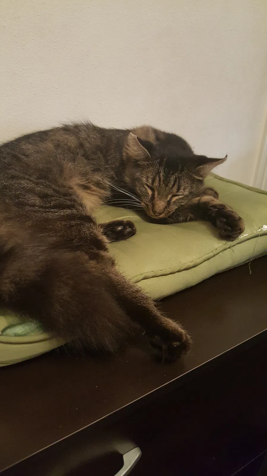Lost cat in Humble, TX, 77346