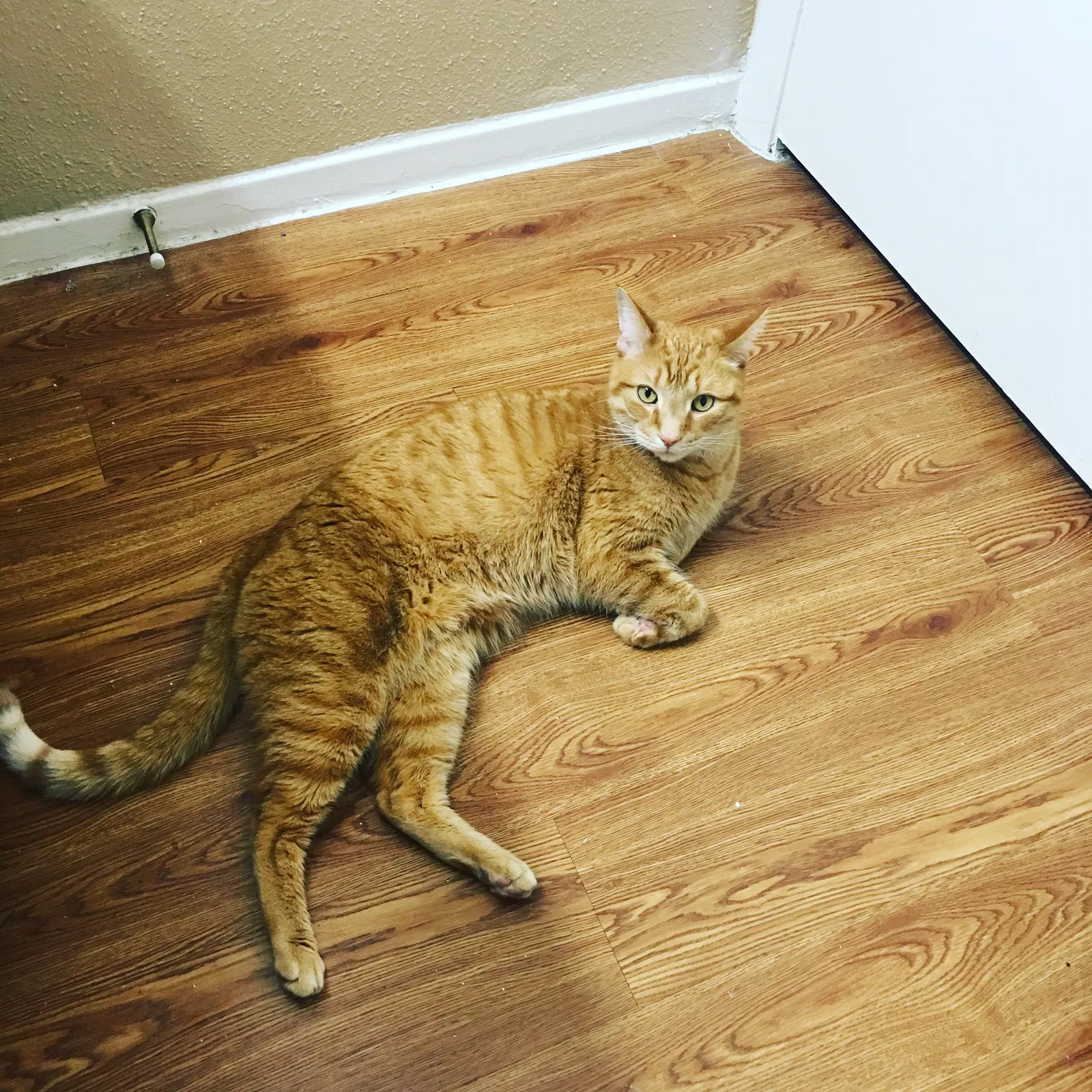 Lost cat in Houston, TX, 77064