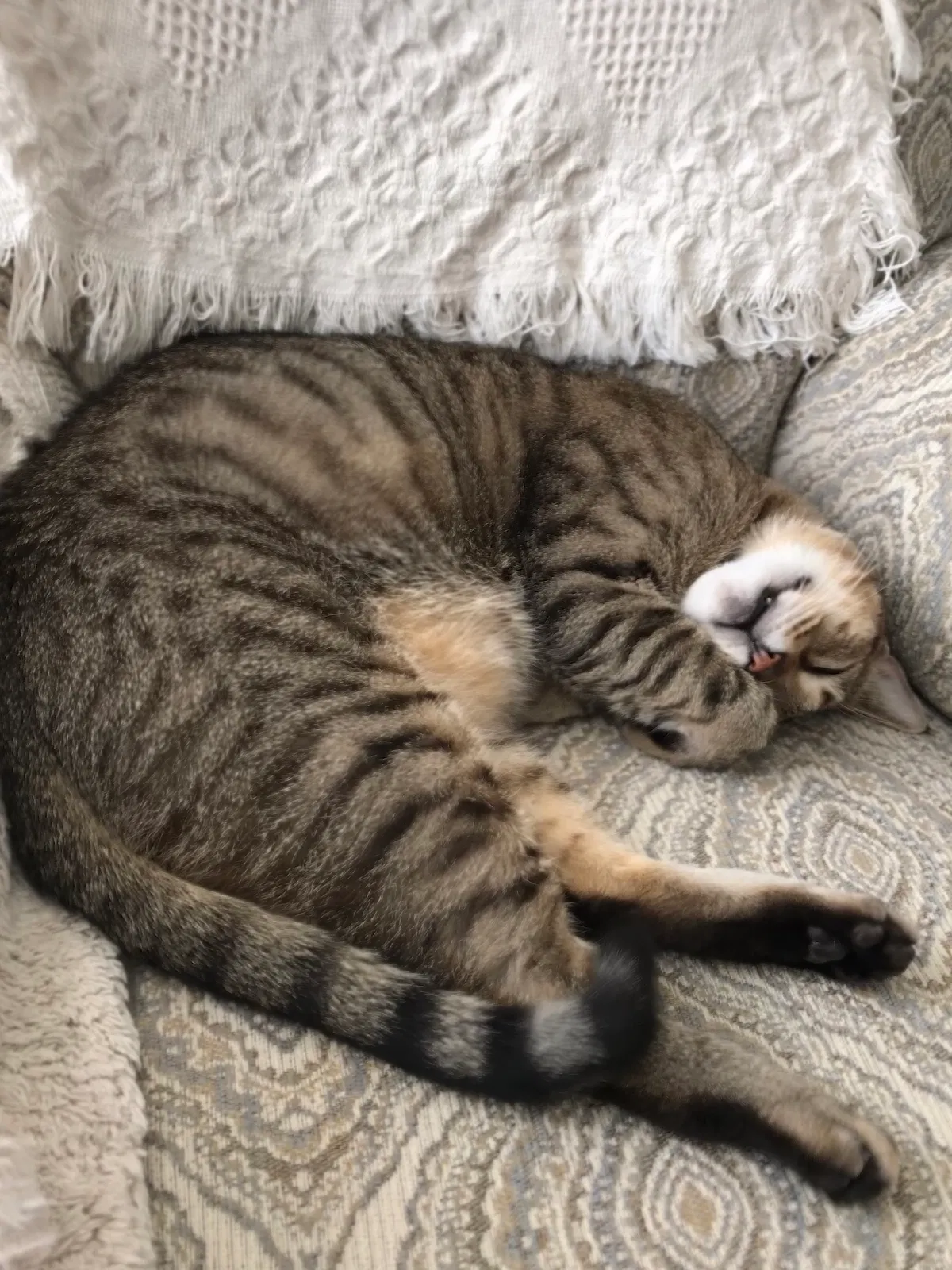 Lost cat in Asheville, NC, 28803