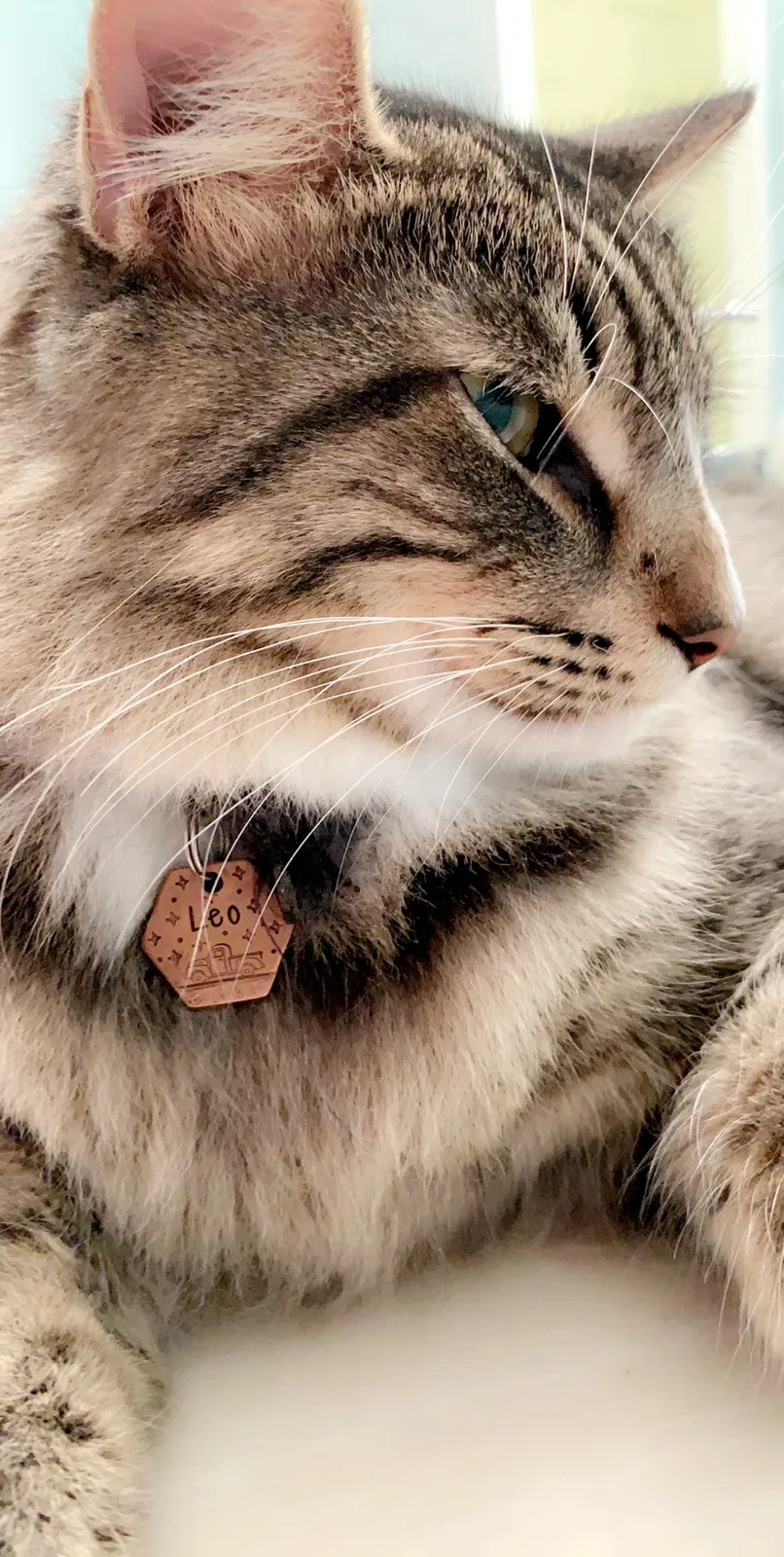 Lost cat in Atascosa, TX, 78002