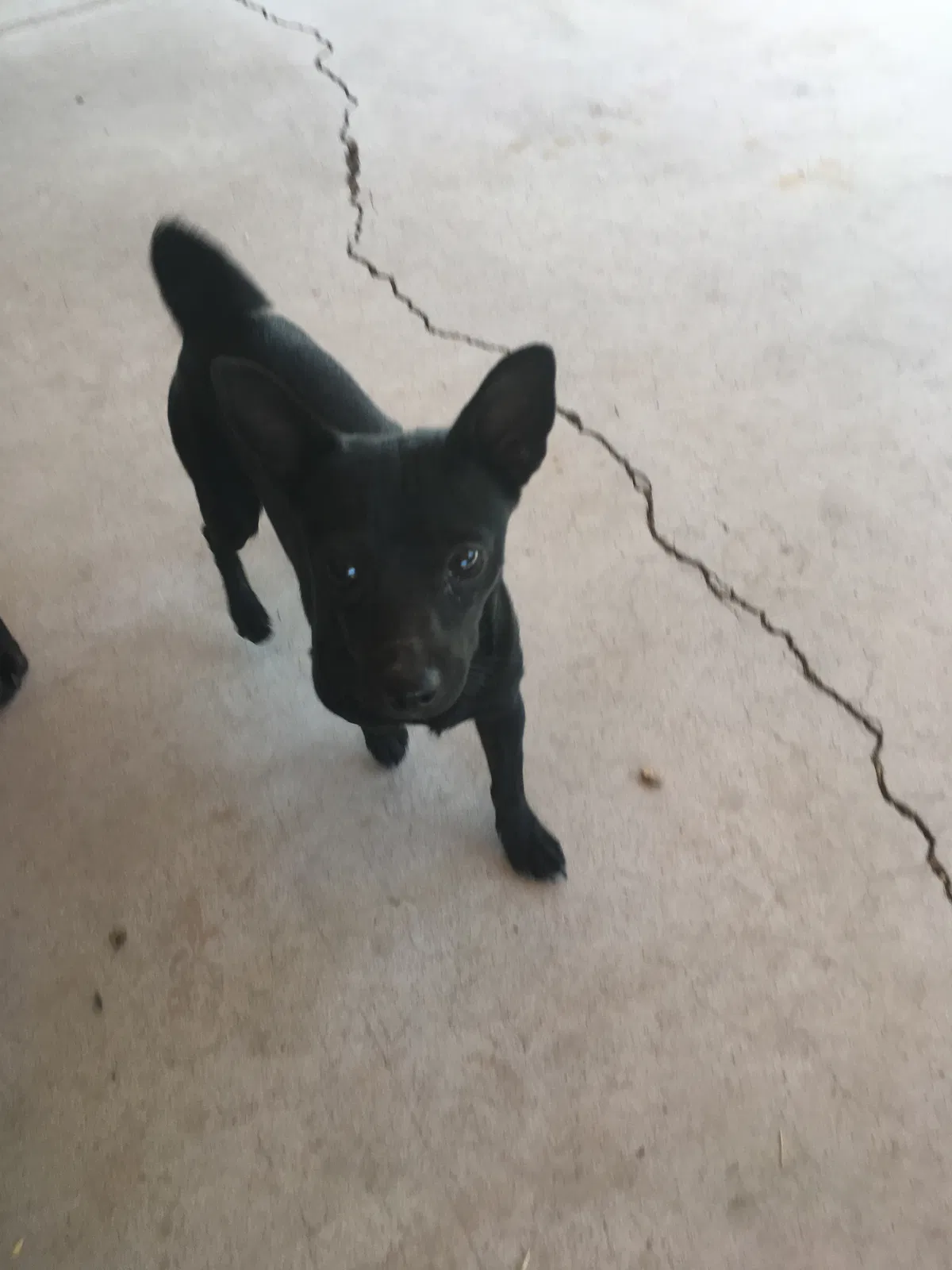 Found dog in Chandler, AZ, 85225