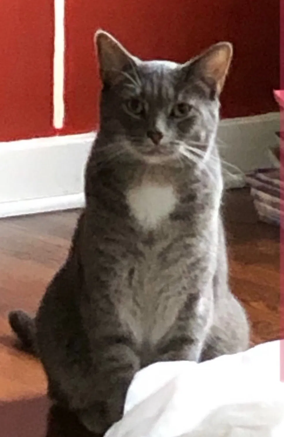 Lost cat in Allentown, PA, 18106