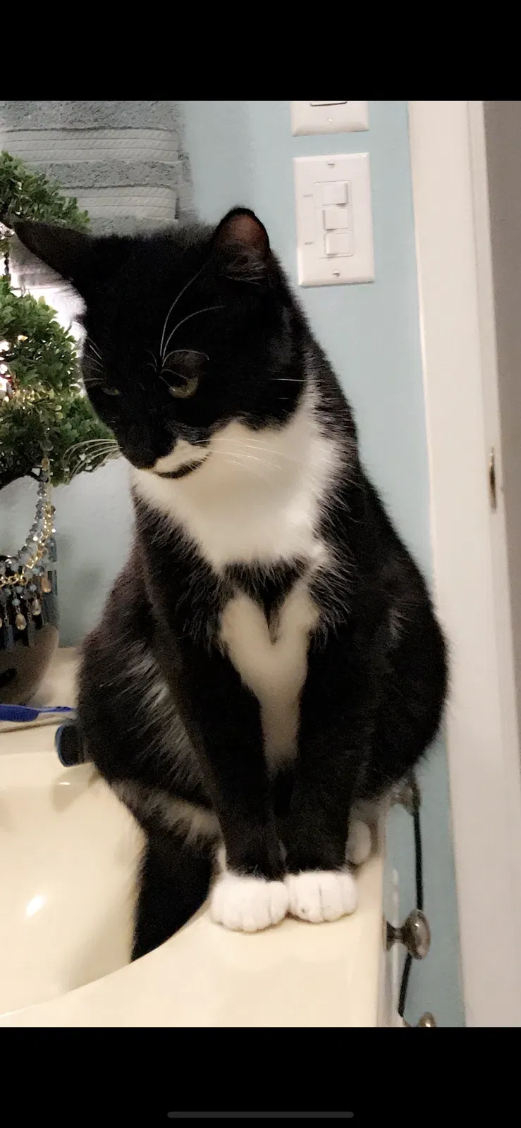 Lost cat in Atascosa, TX, 78002