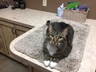 Lost cat in Eden Prairie, MN, 55347