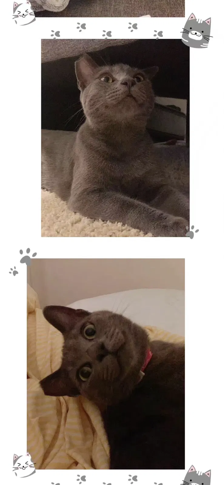 Lost cat in Huntington Beach, CA, 92649