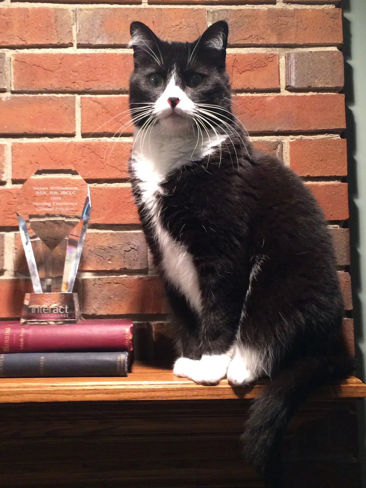 Lost cat in Ft Mitchell, KY, 41017